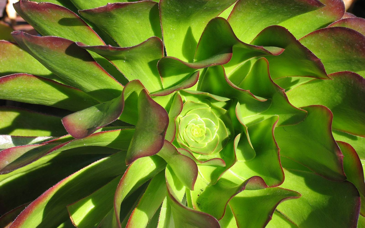 В саду красивые цветы эхеверия (эчеверия) 