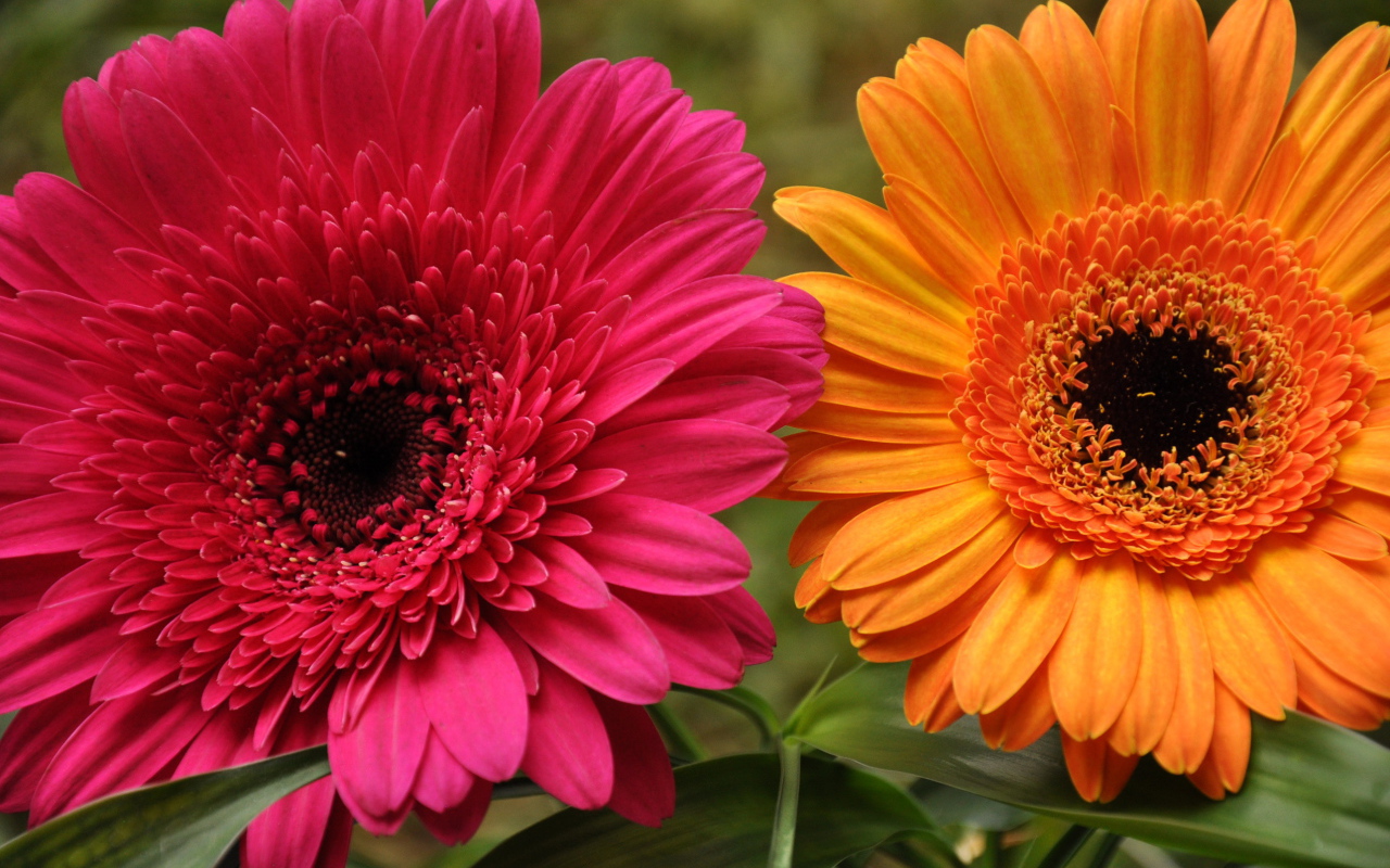 В саду красивые цветы гербера