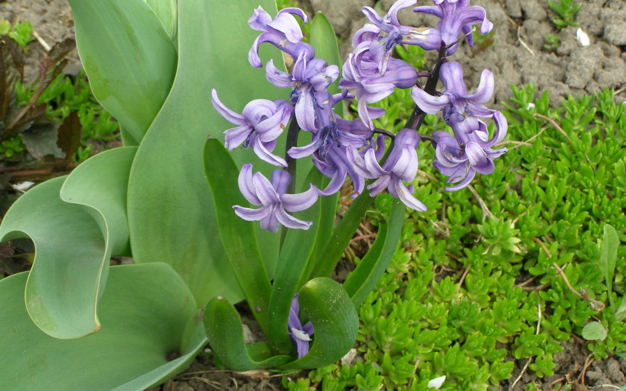 В саду красивые цветы гиацинты