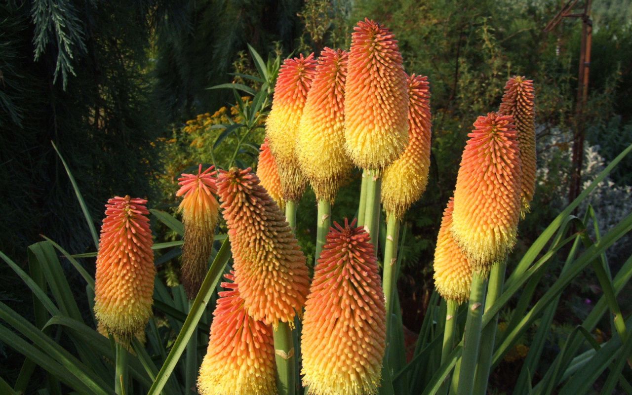 В саду красивые цветы кникофия