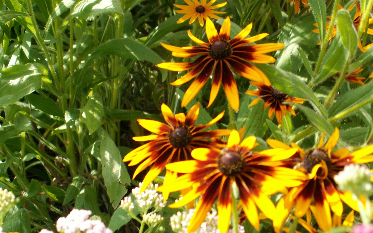 В саду красивые цветы рудбекия