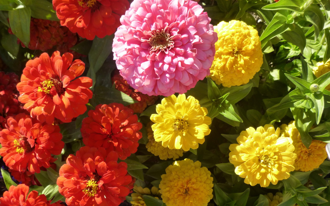 В саду красивые цветы цинния (циния)