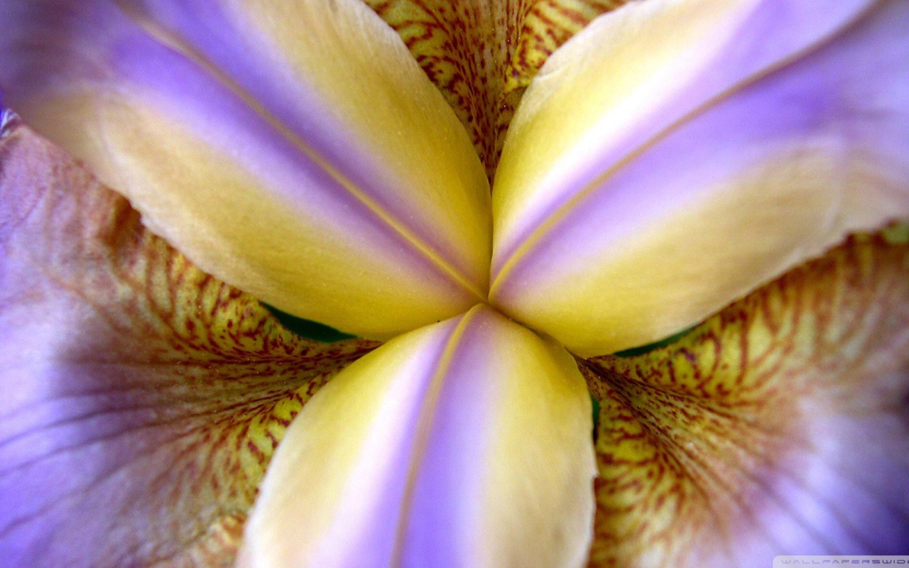 Внутри бутона ириса