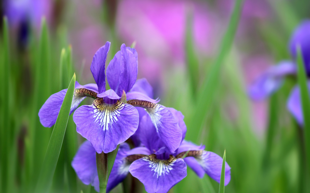 Ирисы среди зелени