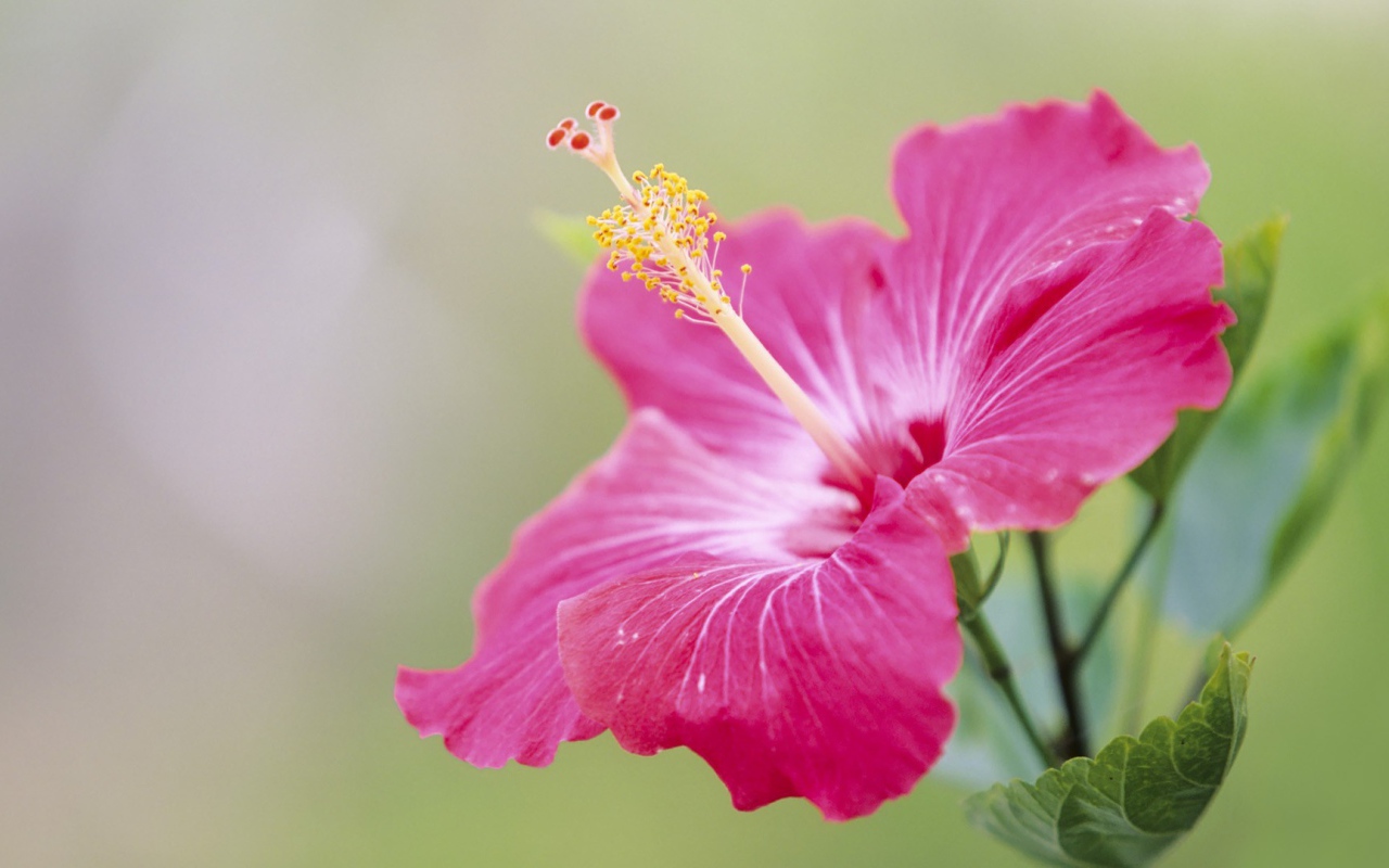 Японский хибискус