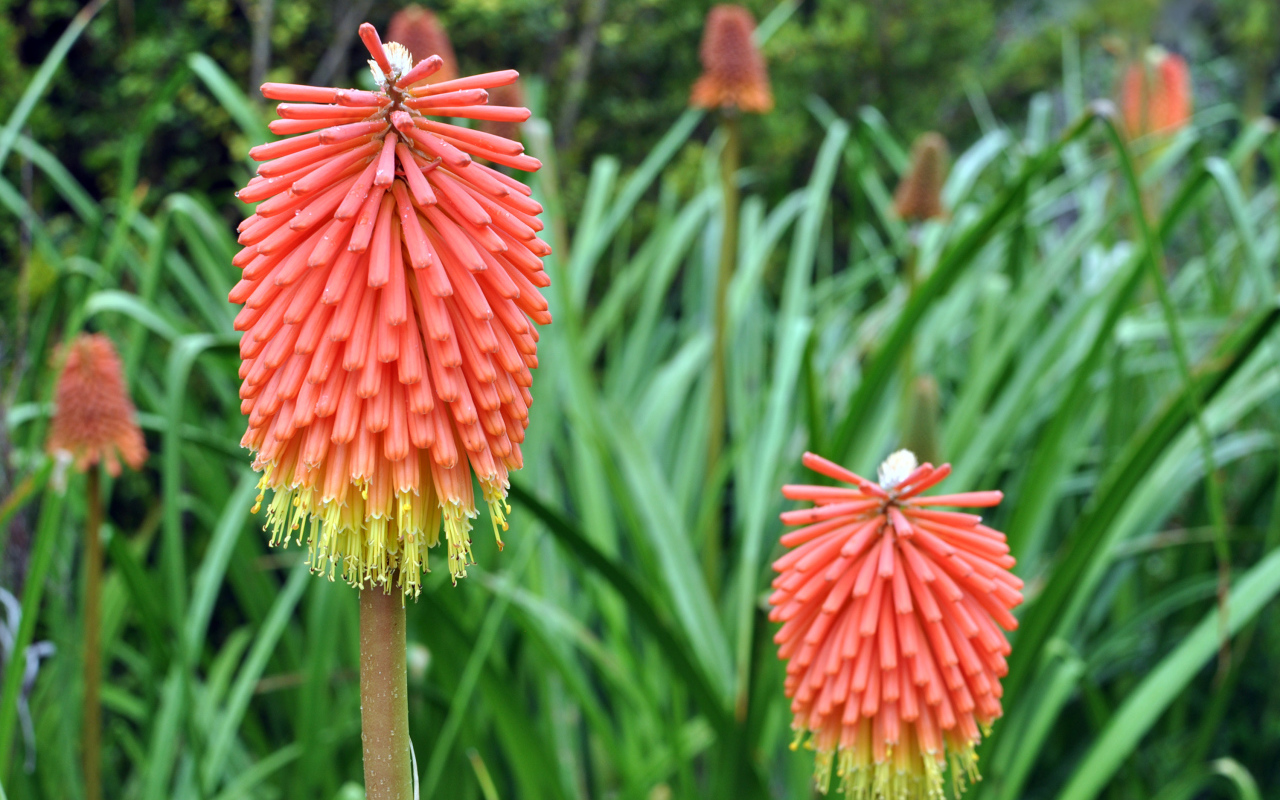 Садовые цветы кникофия на дачном участке