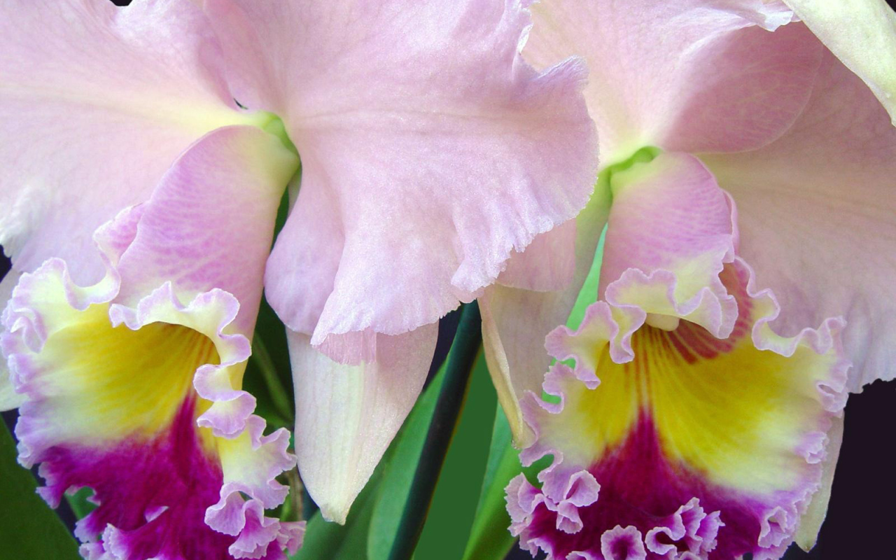 Нежно розовый ирис