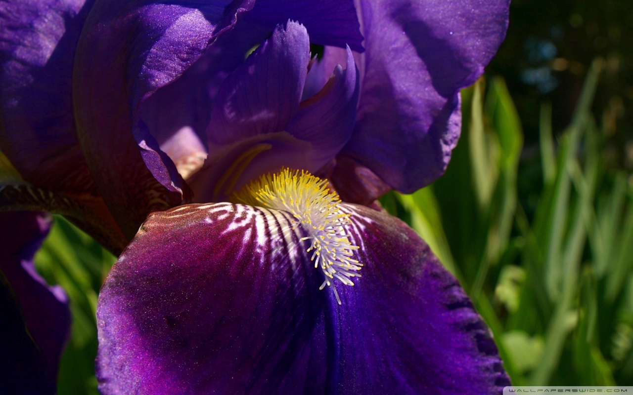 Утренний цветок ирис