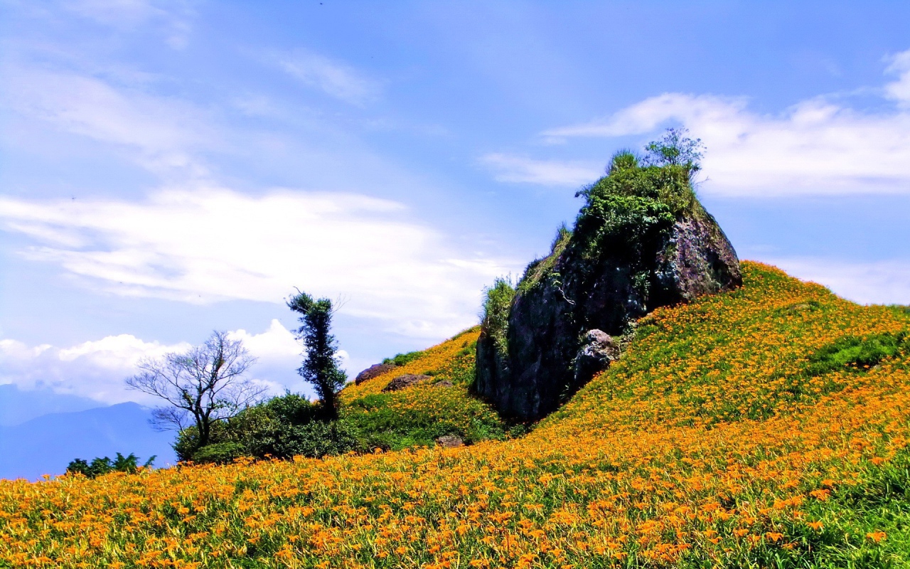Гора в оранжевых цветах