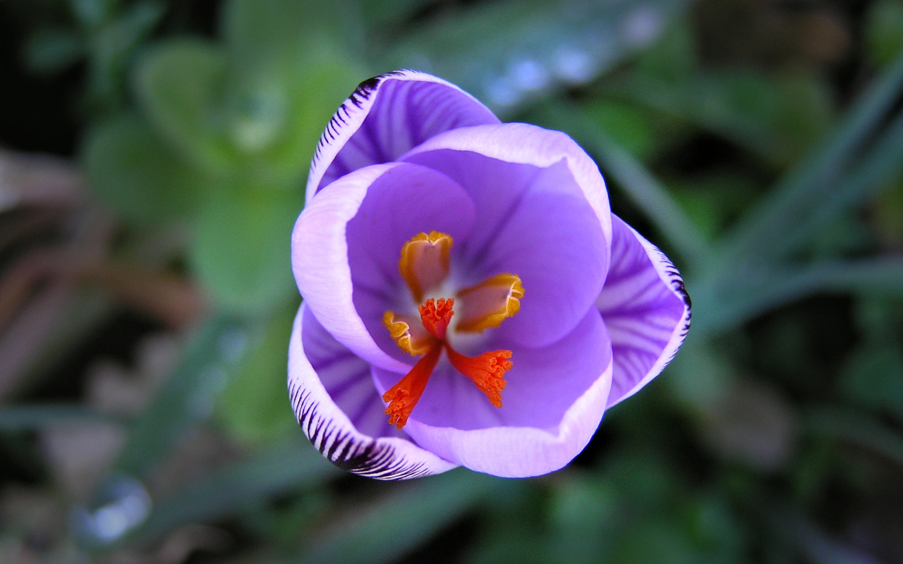 На поляне цветок шафран