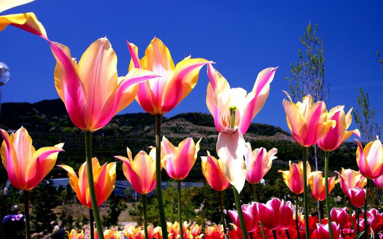 Один тюльпан завял