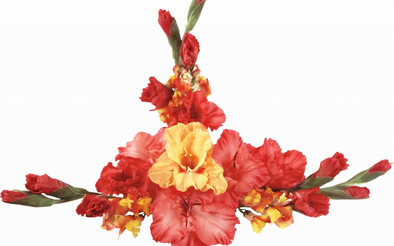 Оранжевые и красные гладиолусы