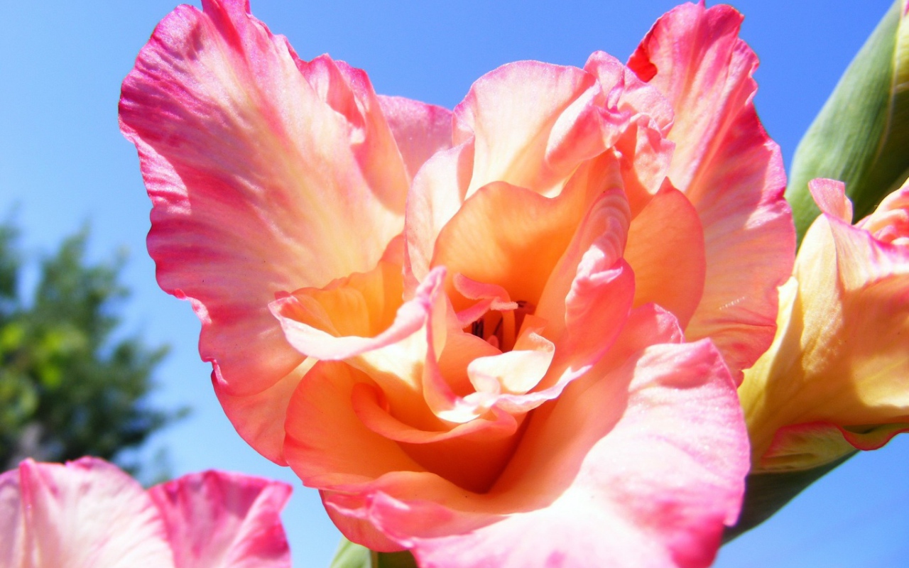 Цветок оранжевого гладиолуса