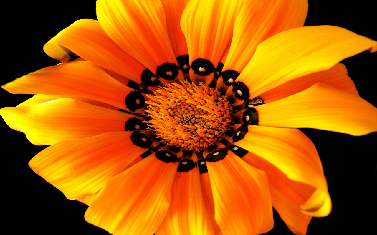 Оранжевый цветок на черном фоне