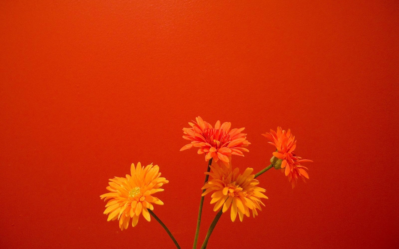Оранжевые цветы на красном фоне