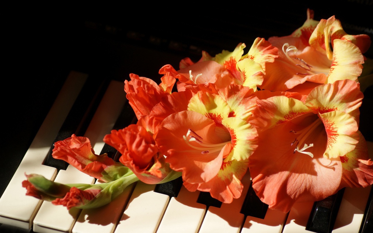 Оранжевые с желтым цветы гладиолуса