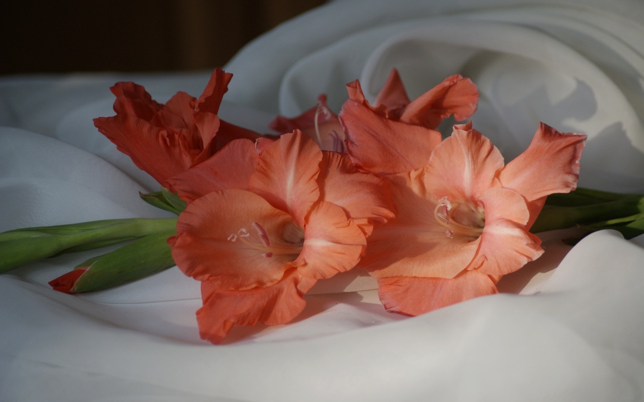 Пара оранжевых гладиолусов