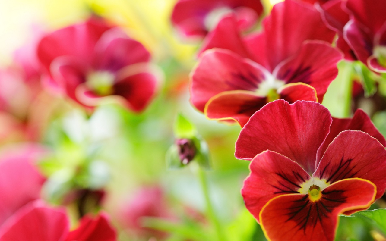 Анютины глазки