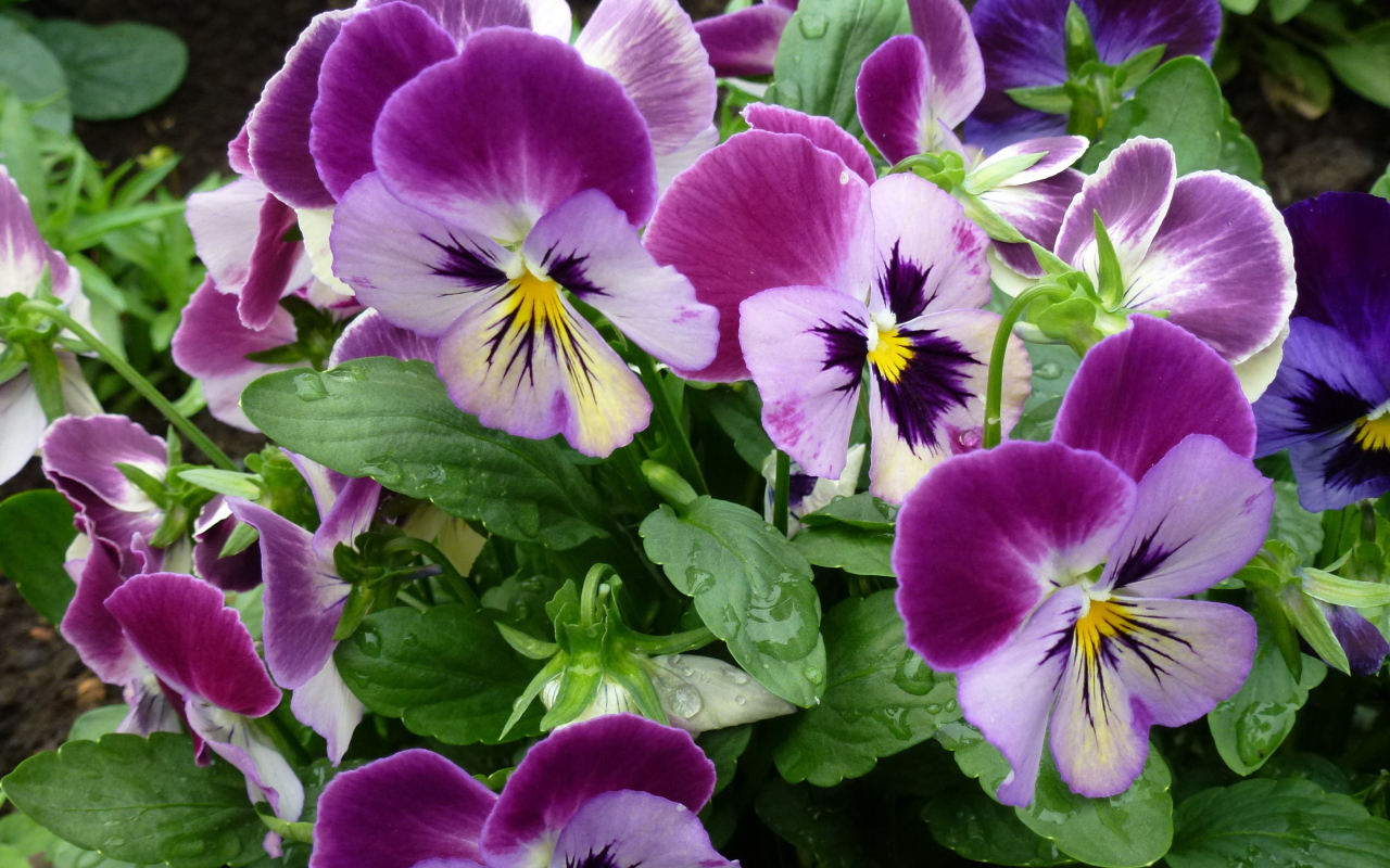 Цветы анютины глазки расцвели на поляне