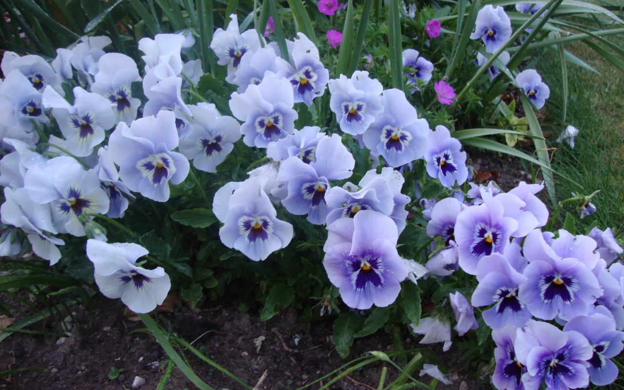 Цветы анютины глазки в лесу