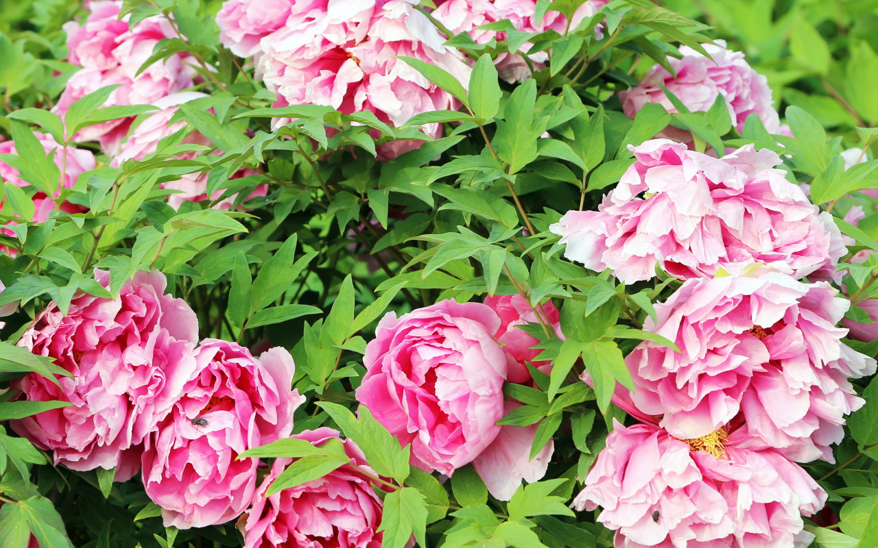 Цветы пионы в саду