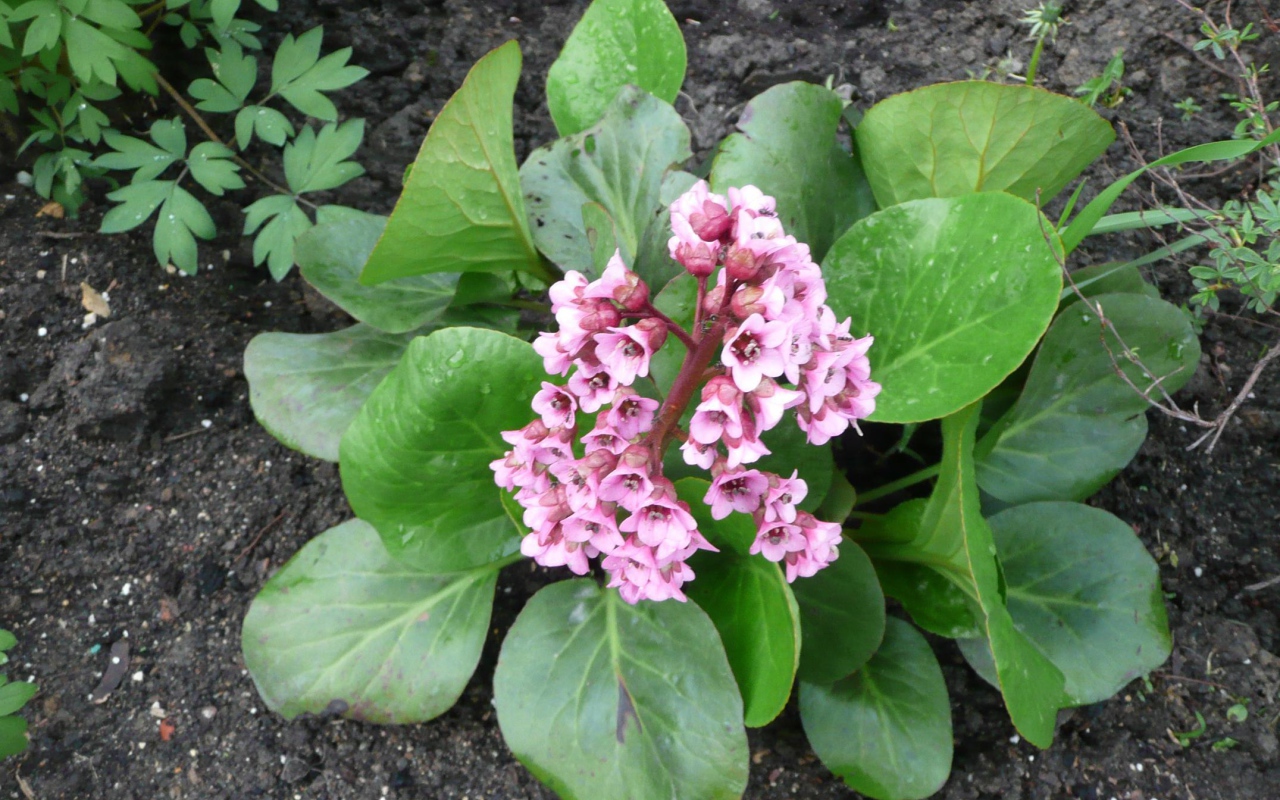 Многолетнее цветы бадан в парке