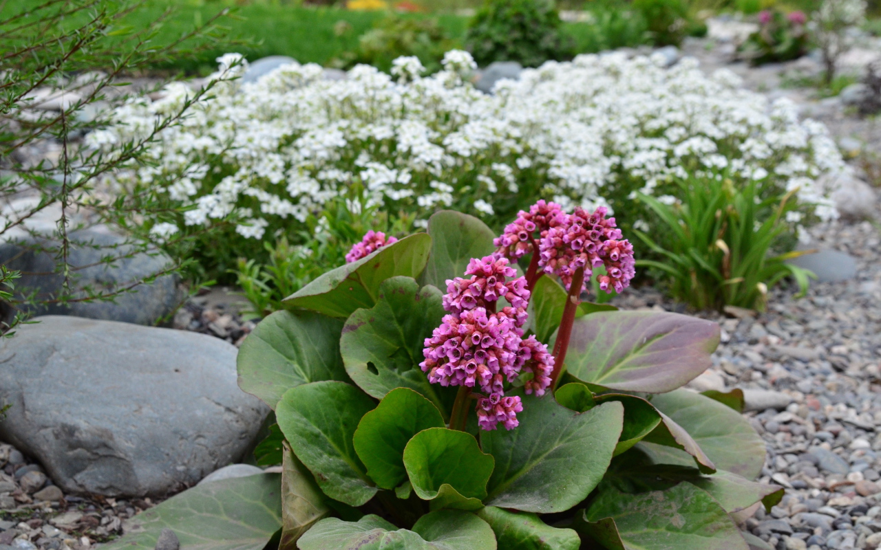 Многолетнее растение бадан