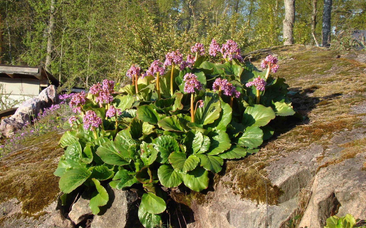 Многолетнее растение бадан в парке