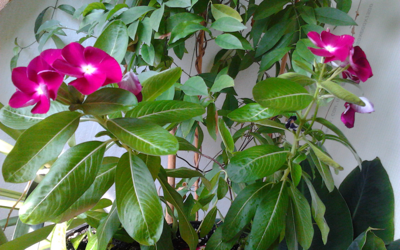 Садовые цветы барвинок на дачном участке