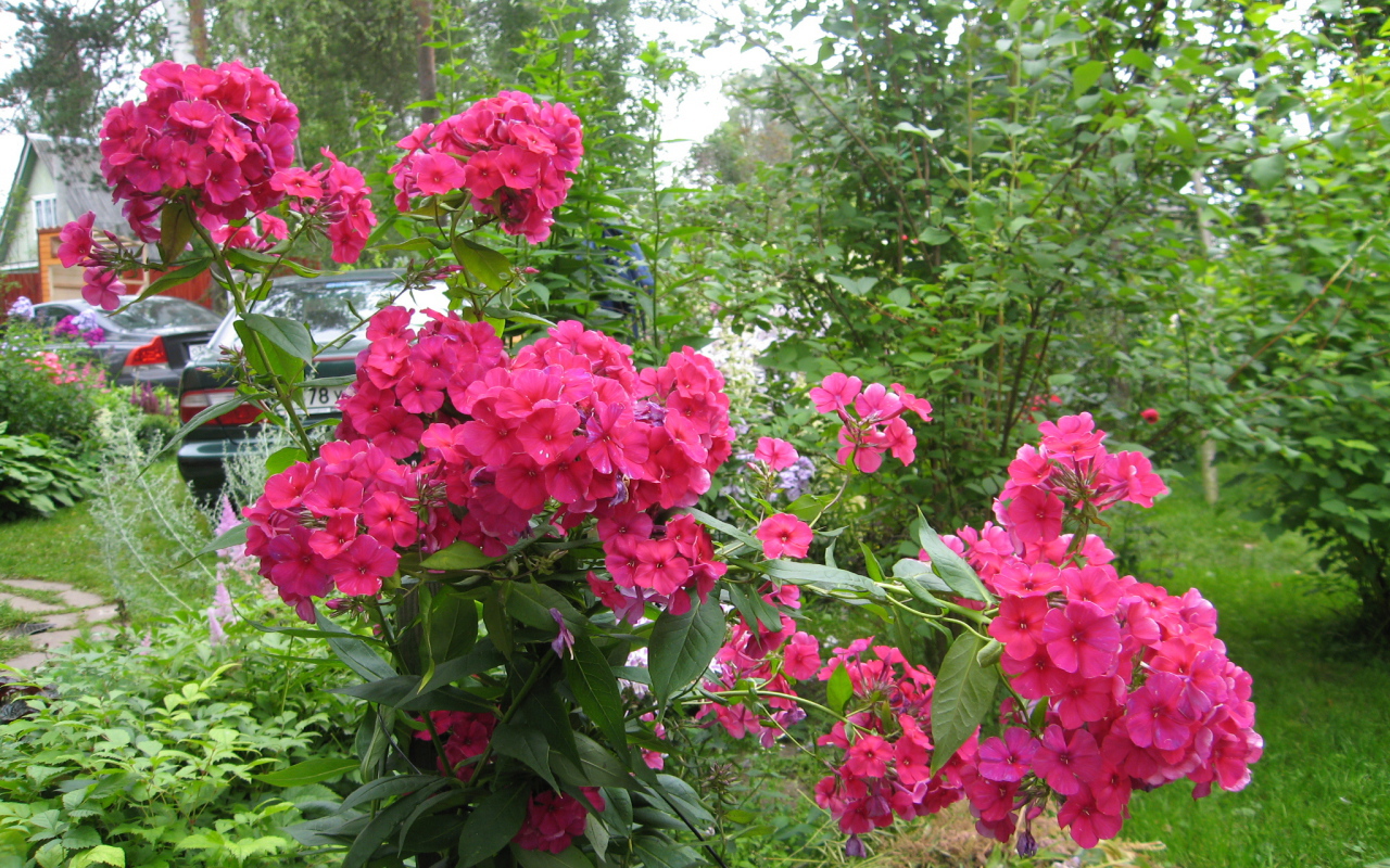 Цветы флокс цветут на поляне