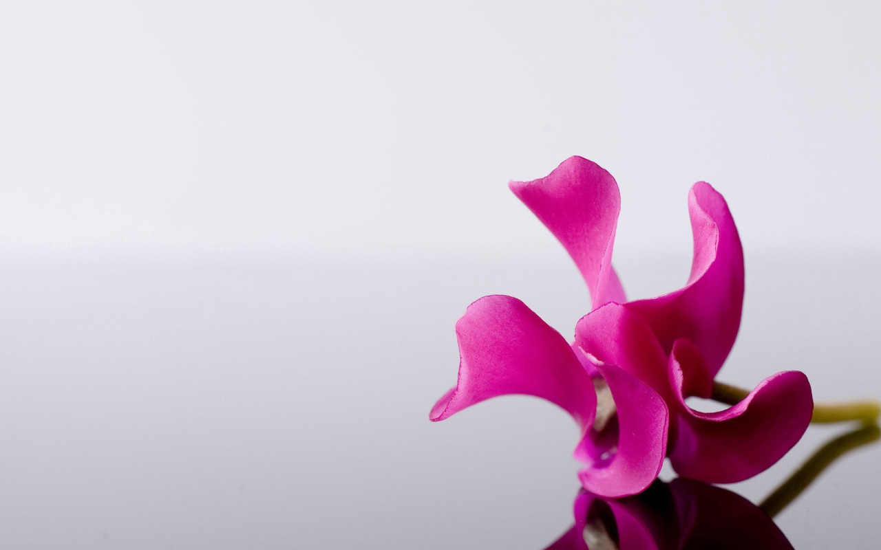 Одинокий розовый цветок