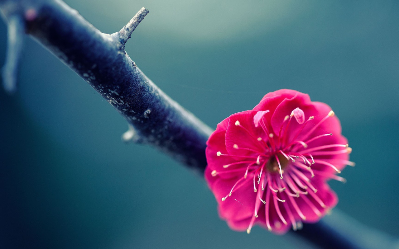 Розовый цветок на ветке