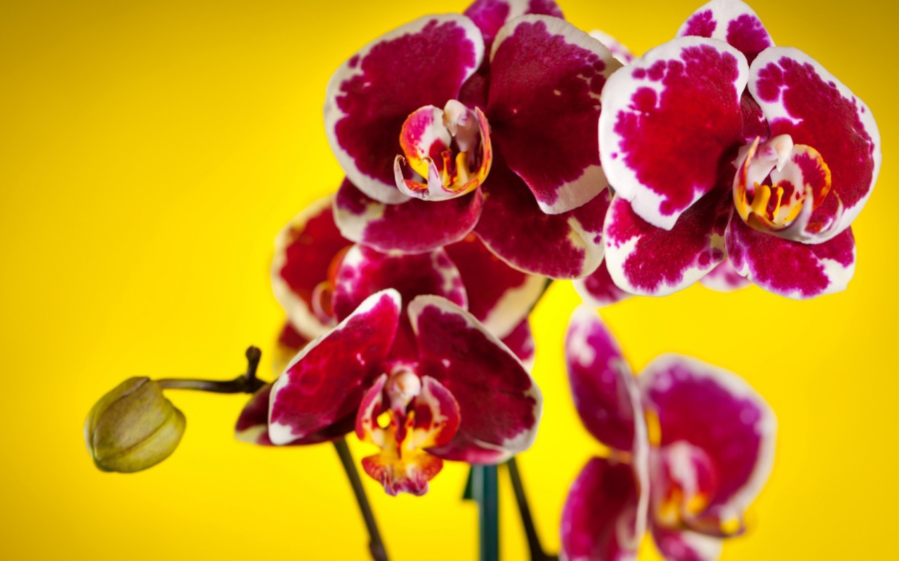 Розовые орхидеи