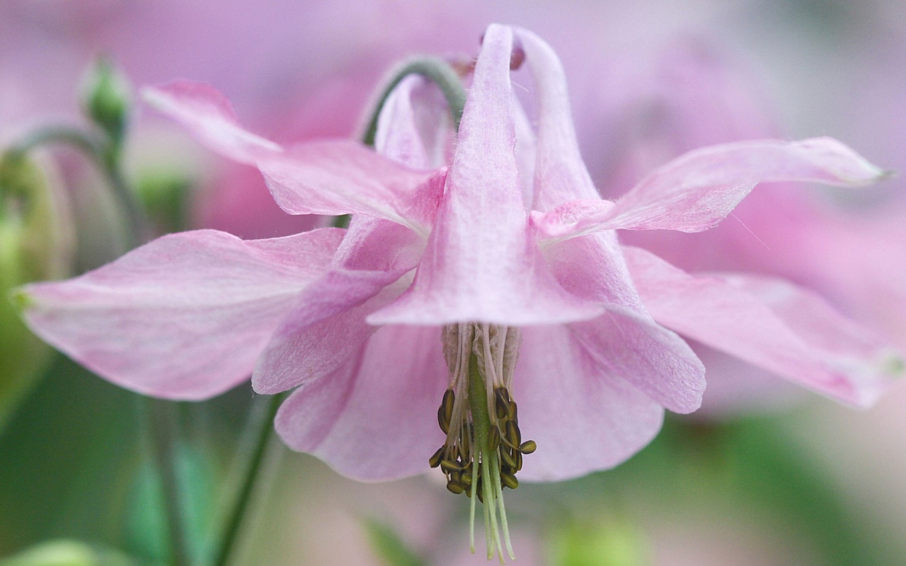 Pозовые лепестки