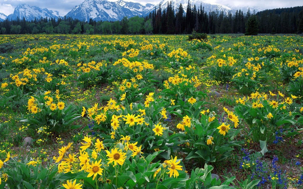 Плантация желтых цветов