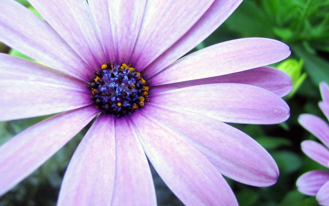 Сиреневая астра