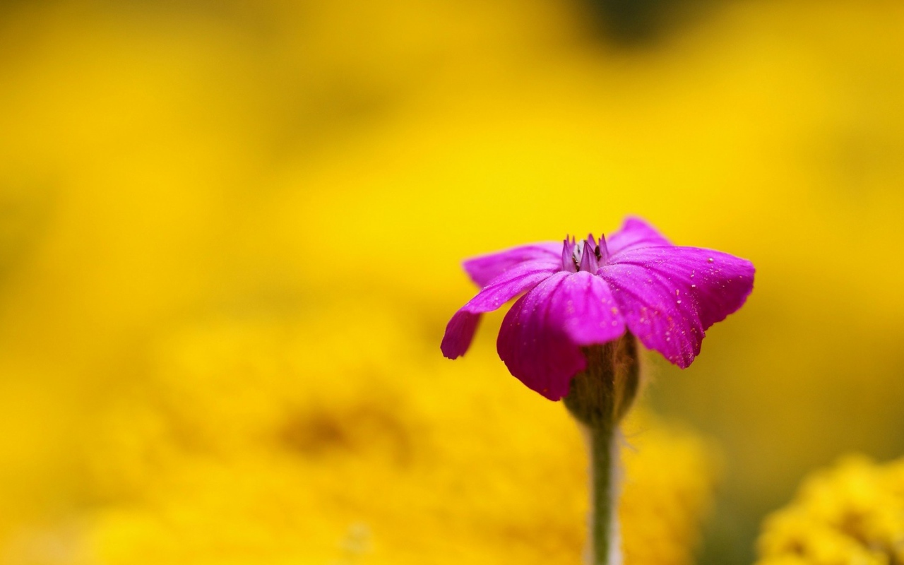 Фиолетовый цветок на жёлтом