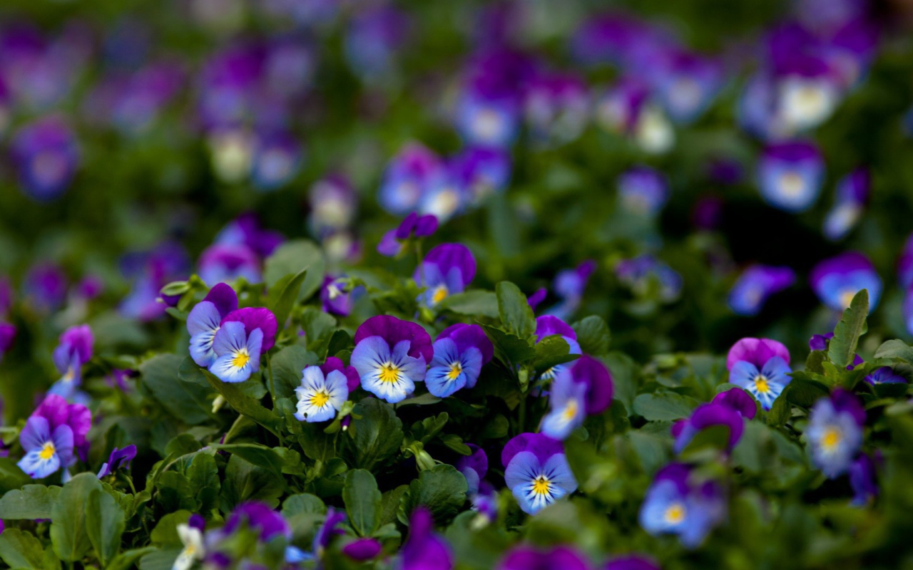 Фиолетовые цветы