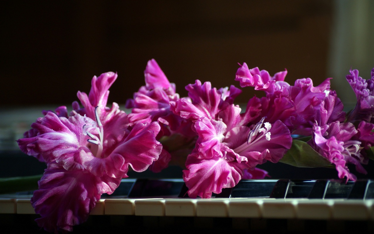 Сиреневые цветы гладиолуса