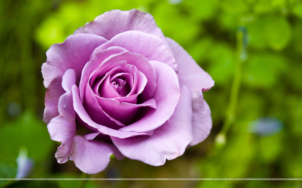 Фиолетовая роза в клумбе на фоне зелени