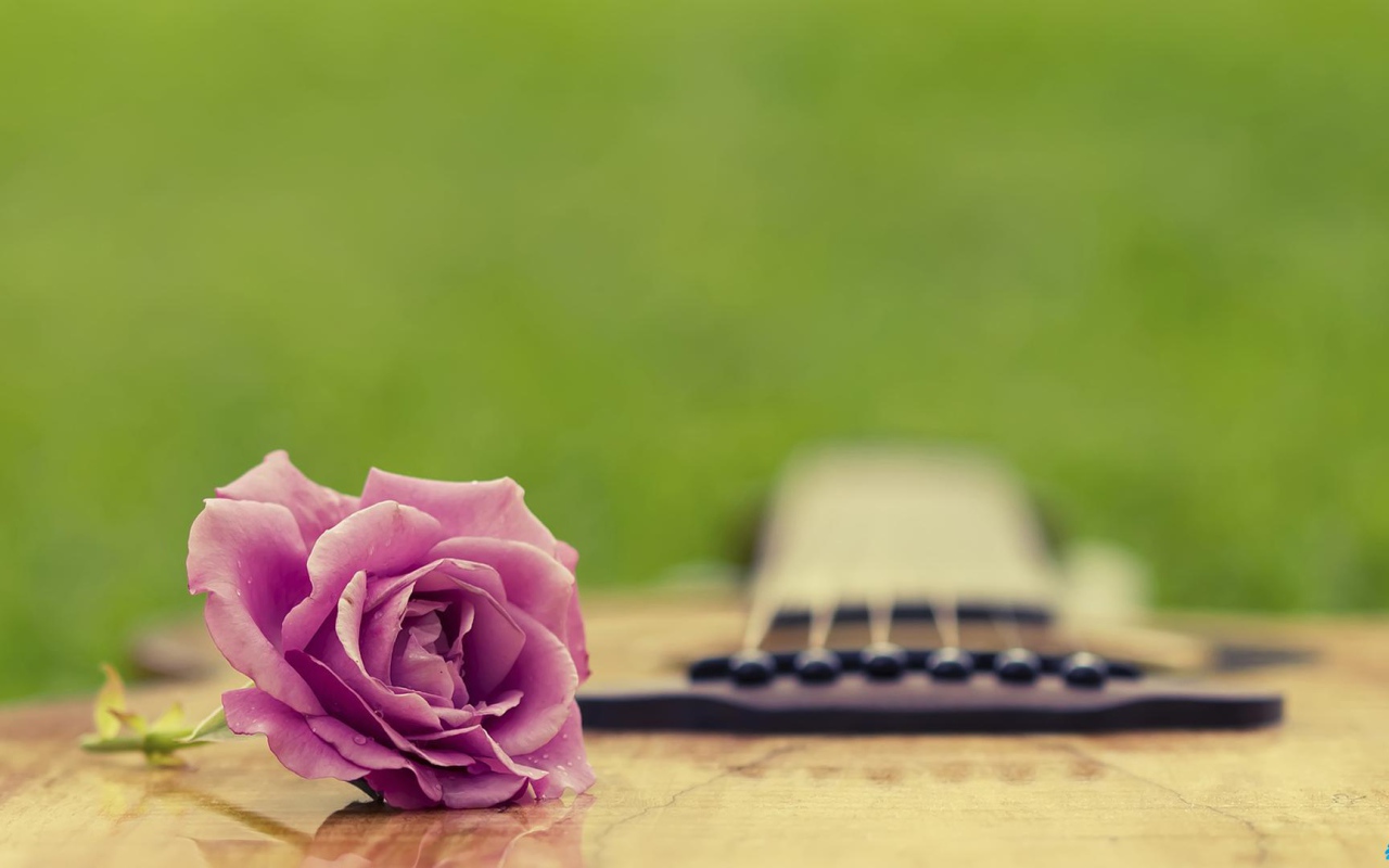 Фиолетовая роза на гитаре