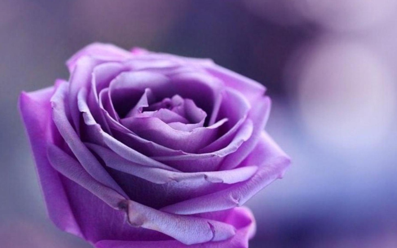 Фиолетовая роза на фиолетовом фоне