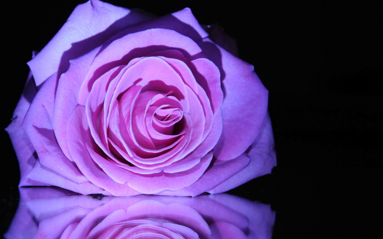 Purple rose on the mirror table