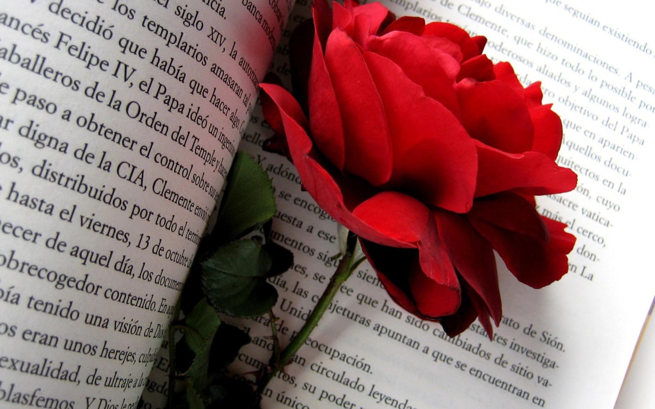 Красная роза на страницах книги