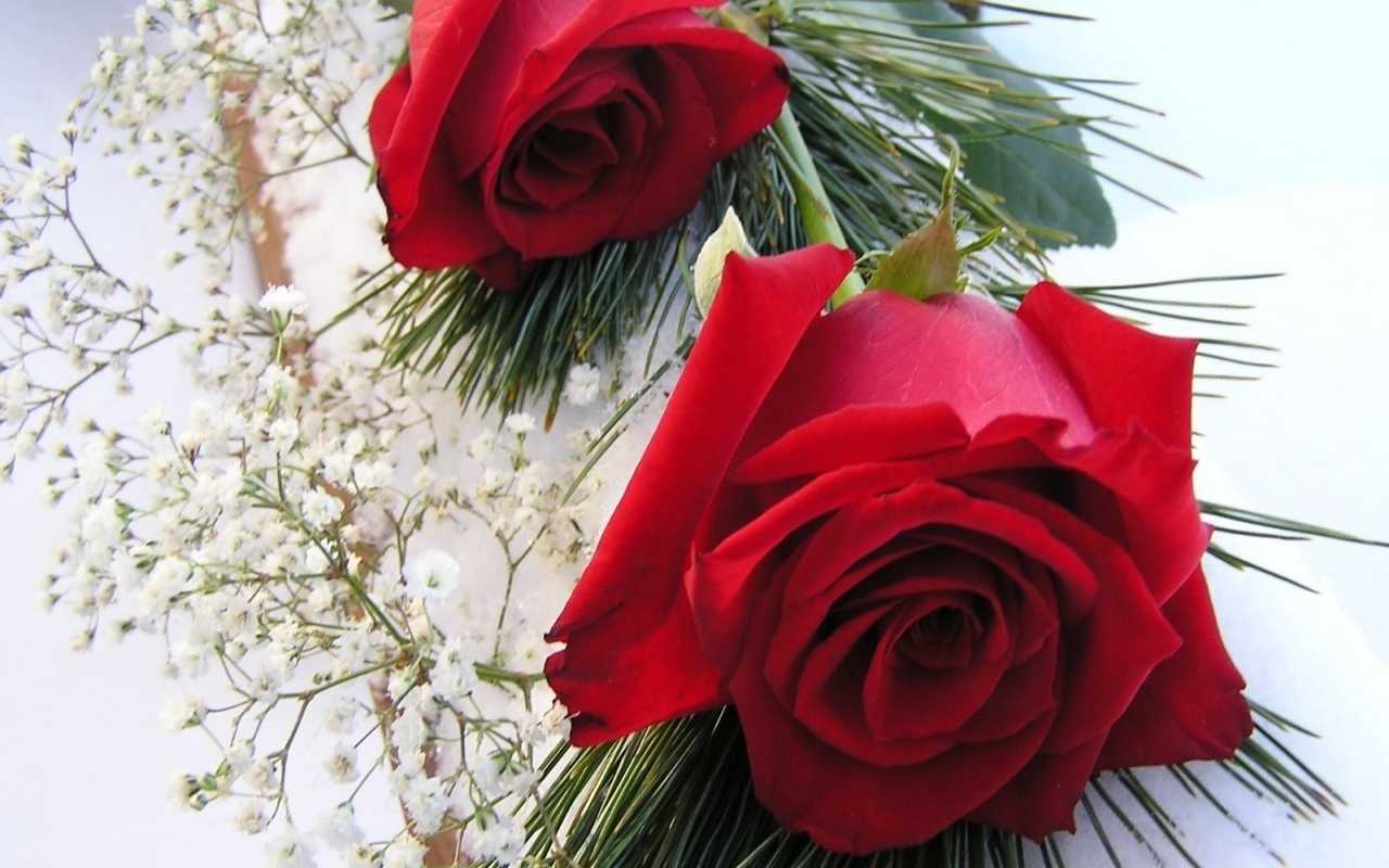 Красные розы