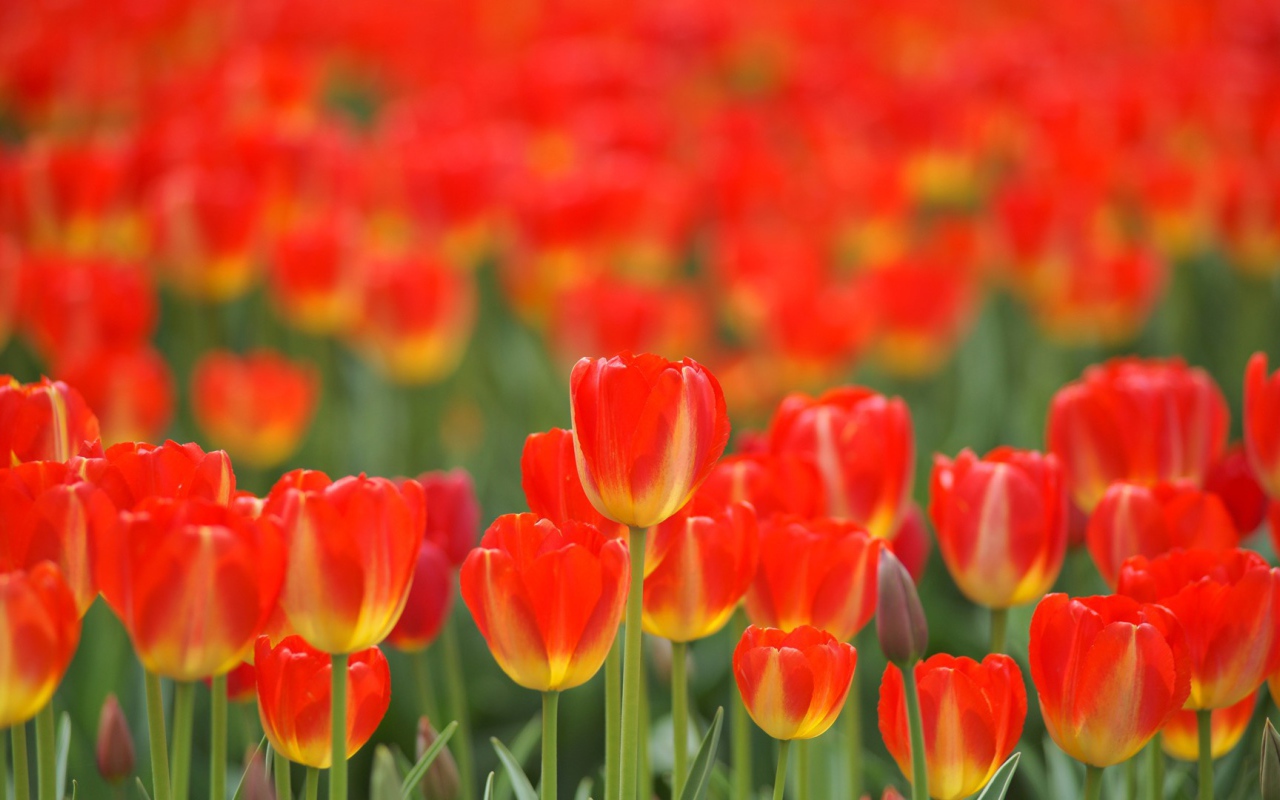 Красные тюльпаны