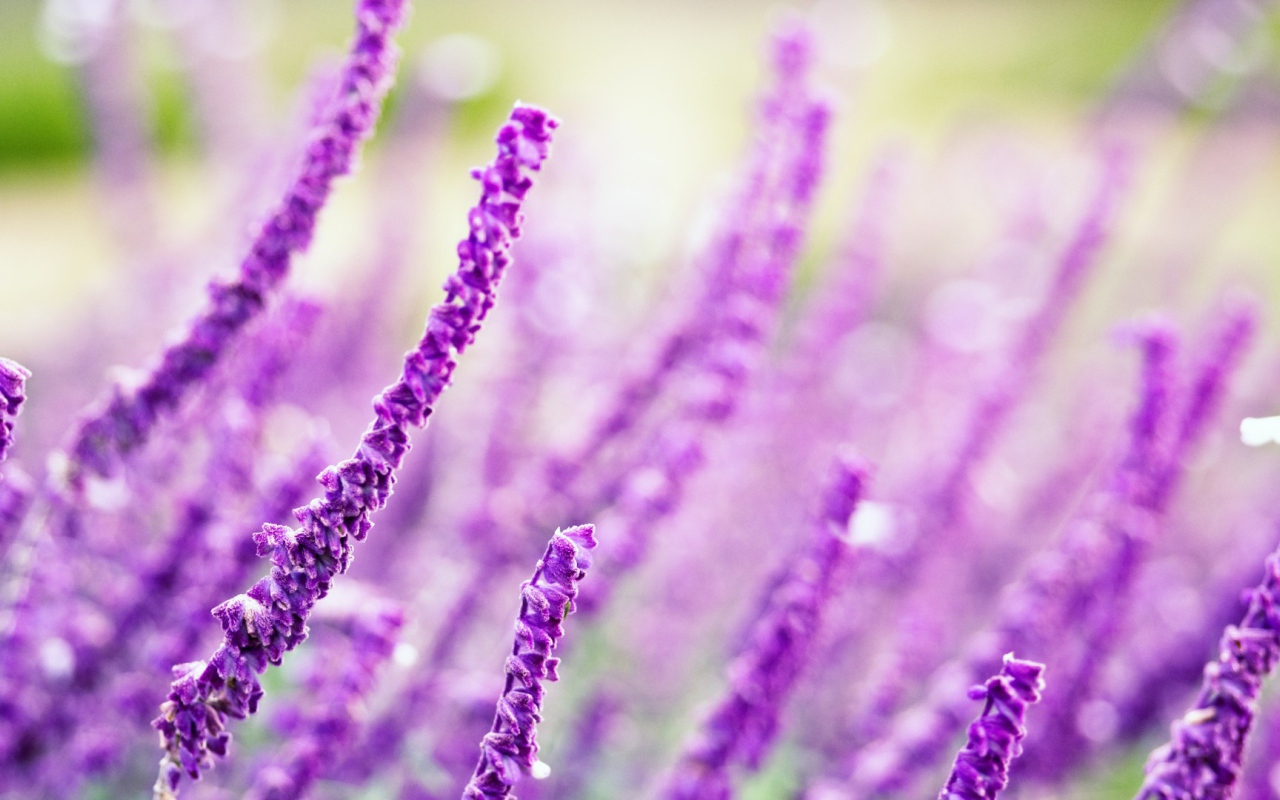 Житель полей