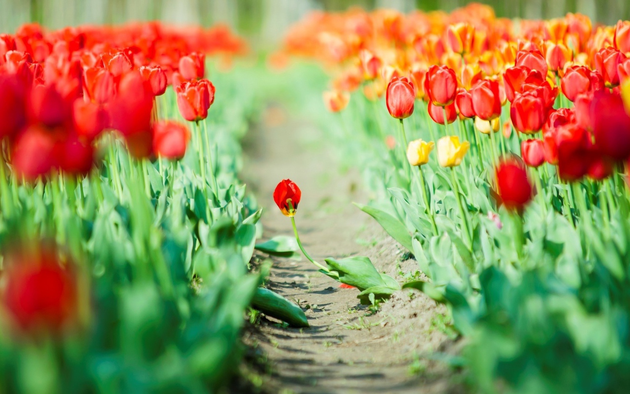 Дорога среди мака