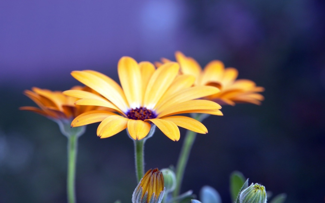 Цветы рудбеки