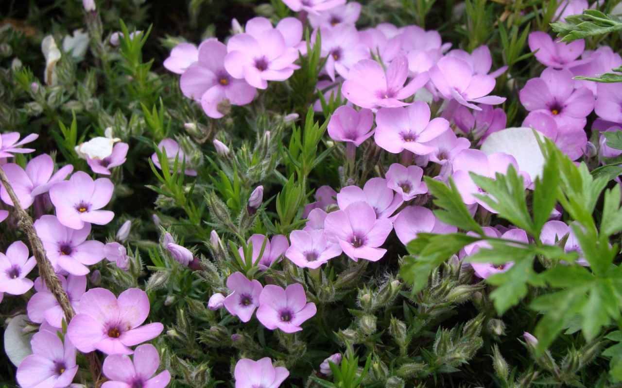 Растение резуха в саду